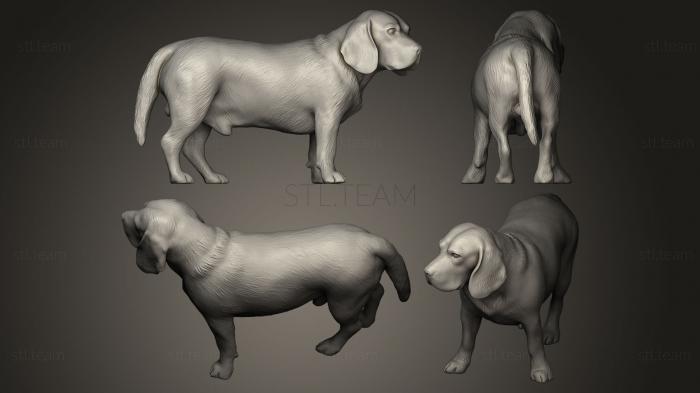 3D model Beagle dog 09 (STL)